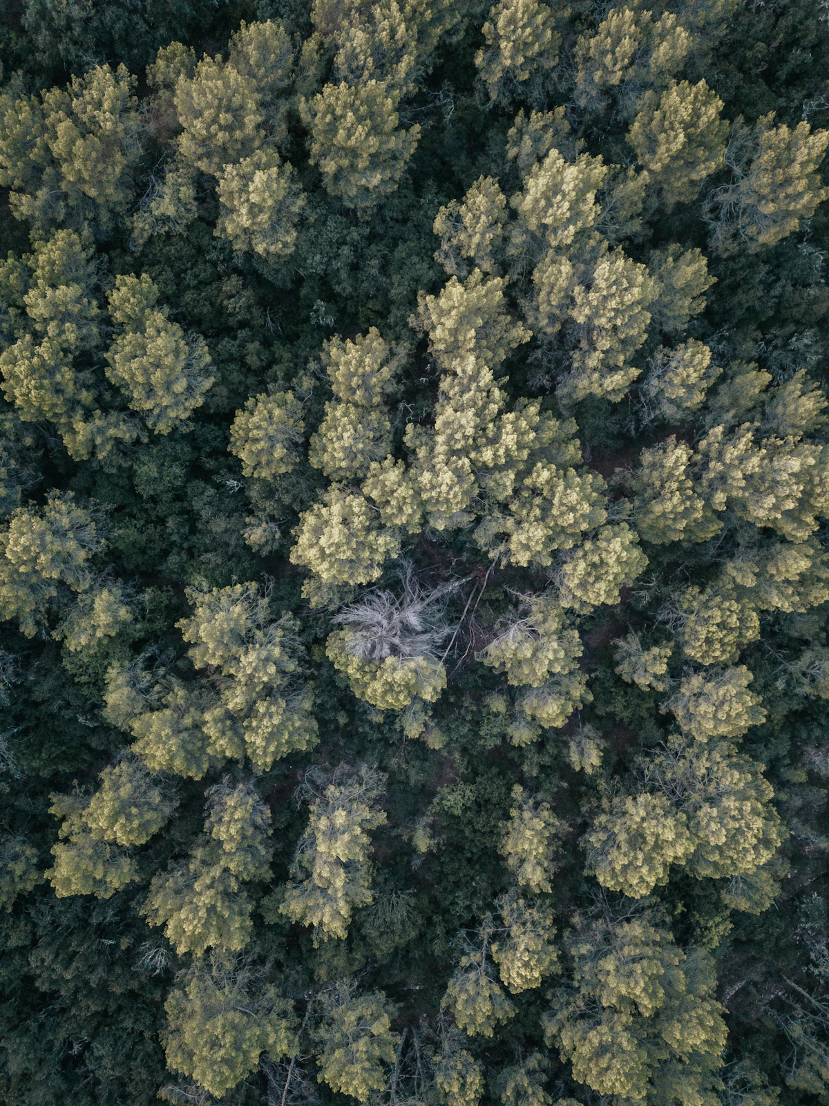 Chiome degli alberi, fotografia illustrativa
